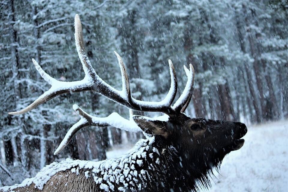 elk in first snow bugling