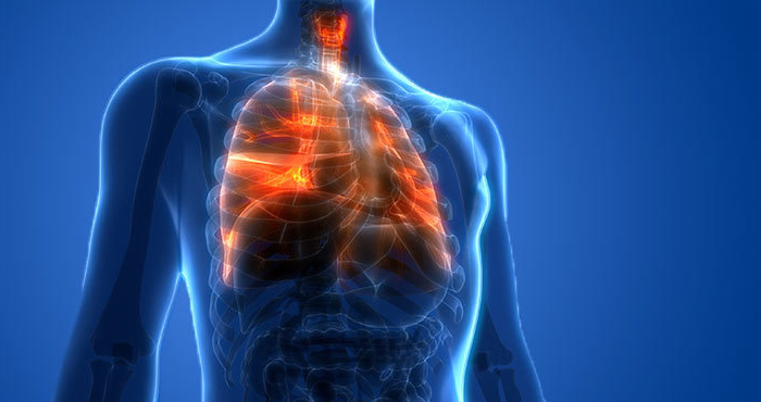 A digital illustration showing the upper half of a human body with highlighted respiratory organs, including the lungs and trachea, depicted in orange against a blue background.