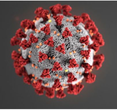 A close-up digital illustration of the novel coronavirus, showing a spherical structure with red spike proteins on a grey surface.