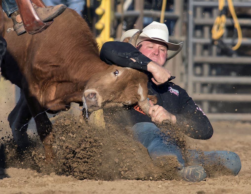A rodeo contestant in a cowboy hat and jeans wrestles a calf to the ground in a dirt arena during a steer wrestling event.