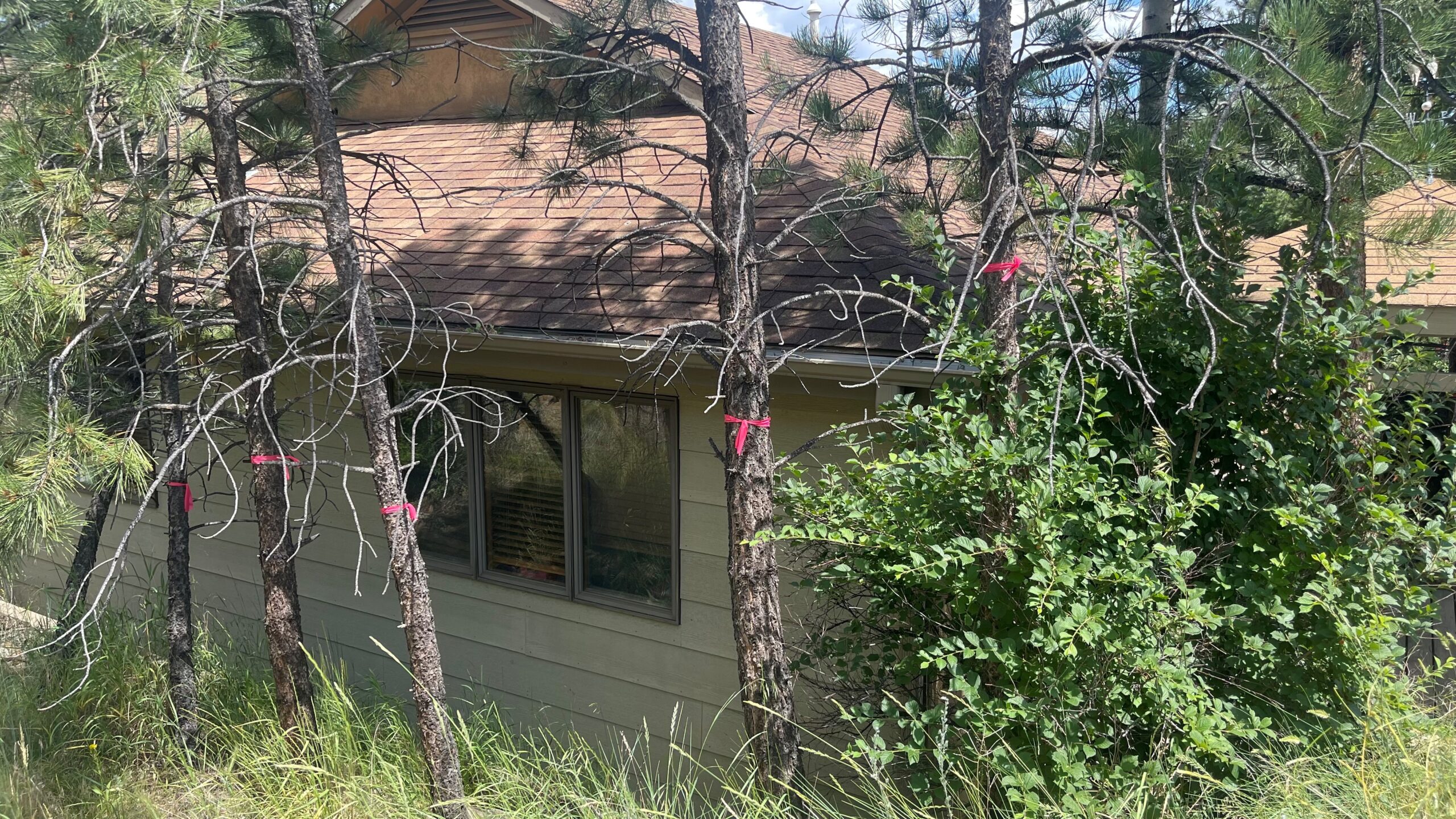 A house with a brown roof is partially obscured by several thin trees with pink ribbons tied around them, surrounded by tall grass and foliage.