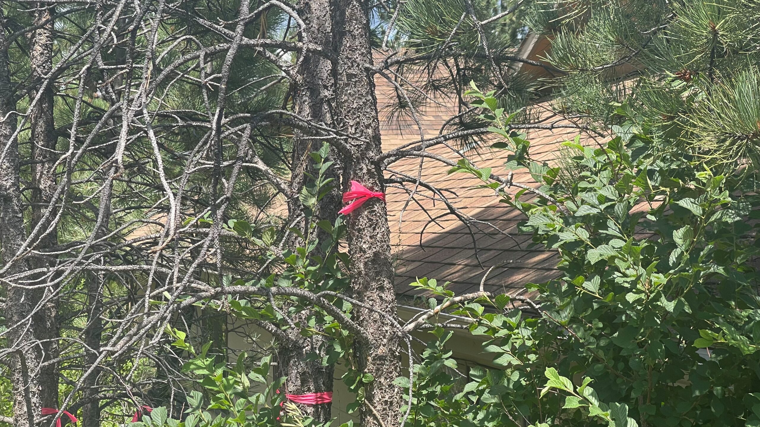 A tree with pink ribbons tied around its trunk and branches, set against a background of green foliage and a house with a brown roof.
