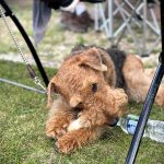 A dog with curly fur lying on grass, chewing on a bone. There is a water bottle nearby and metal chair legs are visible in the background.