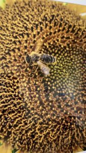 A bee is on a large sunflower, collecting pollen.